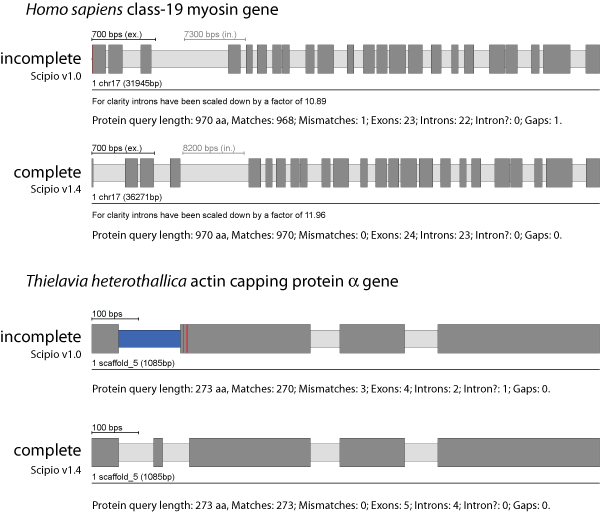 Parameters to account for low homology at intron borders