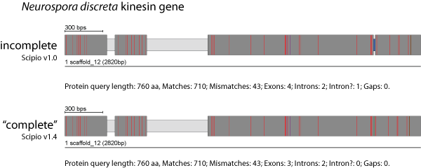 Parameter to account for additional bases in predicted exons