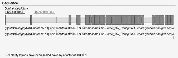 Scaled sequence picture