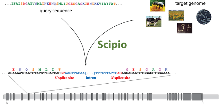 Scipio work flow